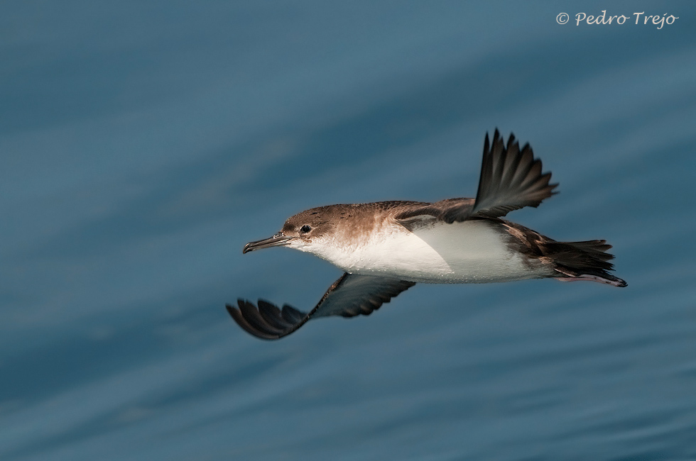 Pardela balear (Puffinus mauretanicus)